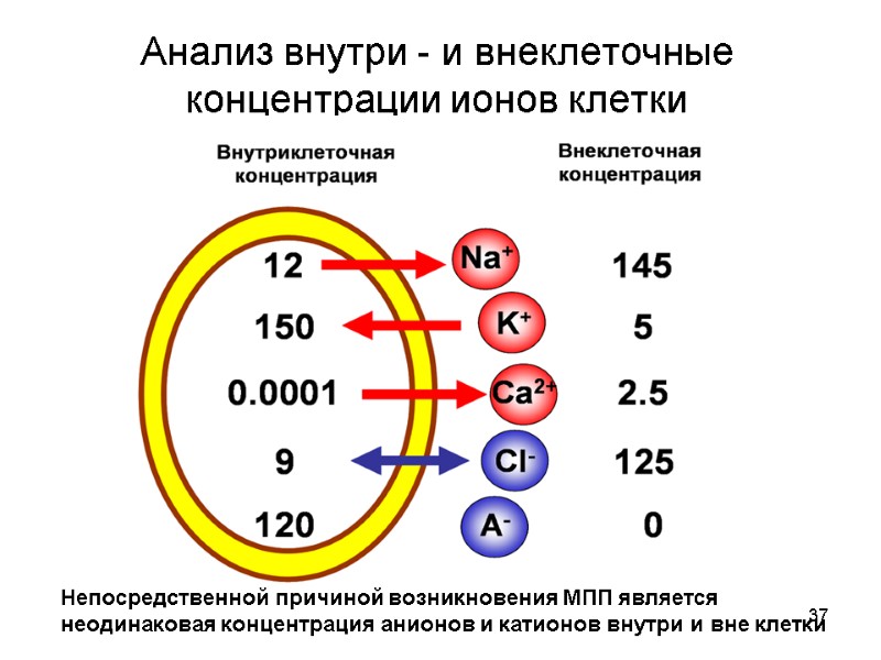 37 Анализ внутри - и внеклеточные концентрации ионов клетки Непосредственной причиной возникновения МПП является